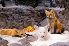 Jakarta Aquarium Safari Kenalkan Satwa Rubah Red Fox dan Arctic Fox