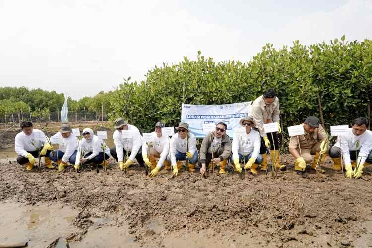 PLN Icon Plus dan Jejakin Tanam 2.500 Mangrove
